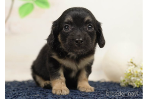 成約済の千葉県のチワックス:チワワ×ミニチュアダックスフンド-225159の2枚目